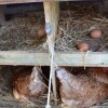 Отель Bed and Breakfast Tistrup, фото 23