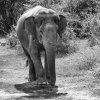 Отель I love phants Lodge, фото 23