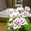 Отель FlatsInYerevan - Apartments In City Center, фото 15