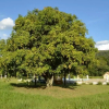 Отель Fazenda Pousada Cachoeira do Flávio, фото 7