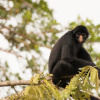 Отель Curuhuinsi Lodge, фото 26