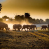 Отель Boteti Tented Safari Lodge, фото 18