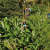 Отель Campestre Las Bailarinas, фото 21