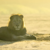 Отель Rhino Sands Safari Camp, фото 18