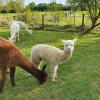 Отель Dartmoor Reach Alpaca Farm, фото 19