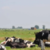 Отель Your nice waggon at the Cow's Paradise, фото 8