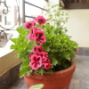 Отель Grace Guest House, фото 10