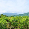 Отель Bearfoot Bungalow by Escape to Blue Ridge, фото 11