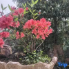 Отель Bishui Yunlu Tea House, фото 12