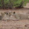 Отель Hobatere Lodge, фото 26