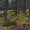 Отель Cairngorm Bothies, фото 18