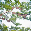 Отель Forest Eco View, фото 20