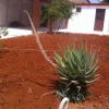 Отель Villa Angelica, фото 5
