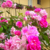 Отель B&B Maison Rosetta IUN-E4948, фото 13