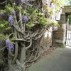 Отель The Wisteria Hotel, фото 35