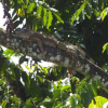 Отель Cabinas Caribe Luna, фото 19