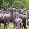 Отель Mmakuba Game Lodge, фото 34