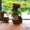 Отель Banmutang Hostel South Gate of Huangshan Scenic Area, фото 8