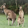 Отель Lake Weyba Noosa Lodge & Kangaroos, фото 1