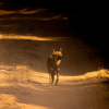 Отель The Untamed Bandhavgarh by TUTC, фото 13