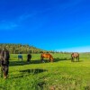 Отель Long Hollow Guest Ranch, фото 2