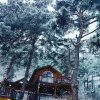 Отель Pyeongchang Pine Forest Pension (Individual BBQ), фото 4