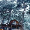 Отель Pyeongchang Pine Forest Pension (Individual BBQ), фото 4