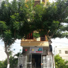 Отель Babel Homestay, фото 9