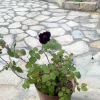Отель Homestay Halfeti Fırat Pansiyon, фото 7
