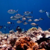 Отель Bunaken Cha Cha Nature Resort, фото 26
