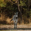 Отель Radisson Blu Mosi-oa-Tunya Livingstone Resort, фото 47