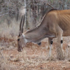 Отель Oldonyo Orok Camp, фото 26