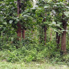 Отель Corbett Panorama Resort, фото 15