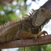 Отель Villa Iguana, фото 15