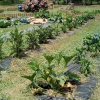 Отель Azienda Agricola Biologica Petrignanum, фото 11