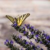 Отель Agriturismo La Crosticcia, фото 10