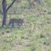 Отель Chital Lodge, фото 15