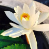 Отель Avatar Miracle Hotel, фото 16