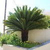 Отель Coconut tree Apartment, фото 12
