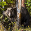 Отель Aspens at Kicking Horse Mountain Resort, фото 6