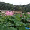 Отель Yunshui Yaotianfa Homestay, фото 6