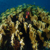 Отель Turtle Bay Dive Resort, фото 34