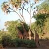 Отель Elephant Bedroom Camp - Samburu, фото 37