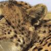 Отель Cheetah View, фото 7