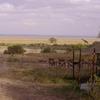 Отель Lemala Manyara Camp, фото 7