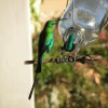 Отель Sunbird B&B, фото 3