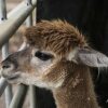Отель La Alqueria de las Alpacas - Alpakas am Ardey, фото 20