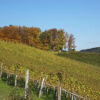 Отель Winzer Suite - Weingut Dietl, фото 15