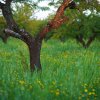 Отель Masseria Ciavea, фото 14