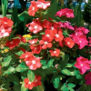Отель Important Group Ryan Residence, фото 17
